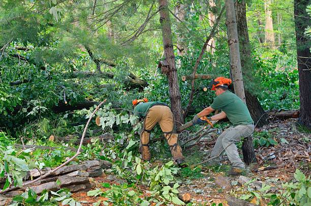 Tree Branch Trimming in Spencerport, NY